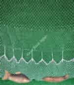 Dere Akarsu Serpme Ağı