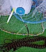 Gümüş Serpmesi Çemberli Amerikan