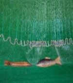 Komple Misina Serpme – 22 M² – 5,5 Kg