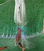 Zincirli Misina Serpme 5 Kg