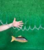 Zincirli Misina Serpme 5 Kg