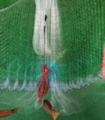 Zincirli Misina Serpme 6 Kg